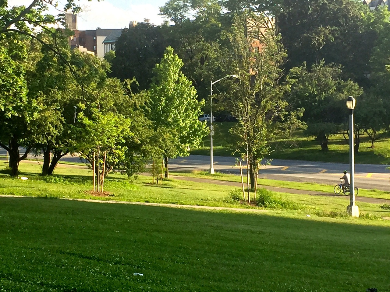 THESE NEW TREES dot the Mosholu Parkway landscape, following work by the New York City Department of Parks.  Photo by Kimberly Jacobs