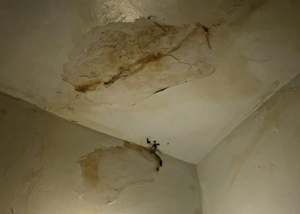 A SMALL PLANT grows though the water-stained cracks in one first floor tenant's ceiling at 2675 Creston Ave. in Kingsbridge.  Photo by David Cruz 