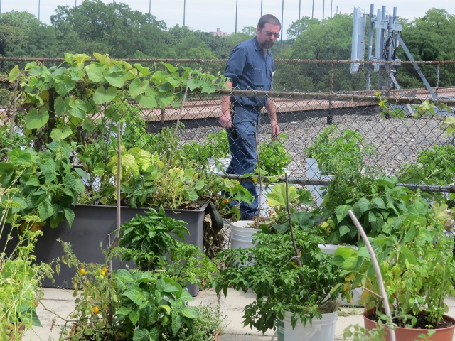 MARTIN FEENEY, HVAC SUPERVISOR, one of the employees who tends to the rooftop garden, takes a peek at the growing crops. Photo by Jasmine Gomez 