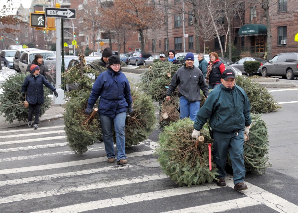 DONE WITH YOUR natural Christmas tree? You can "treecycle" it at the Annual Mulchfest 2015 event on Jan. 9 and 10 at participating parks, including Williamsbridge Oval Park. File Photo