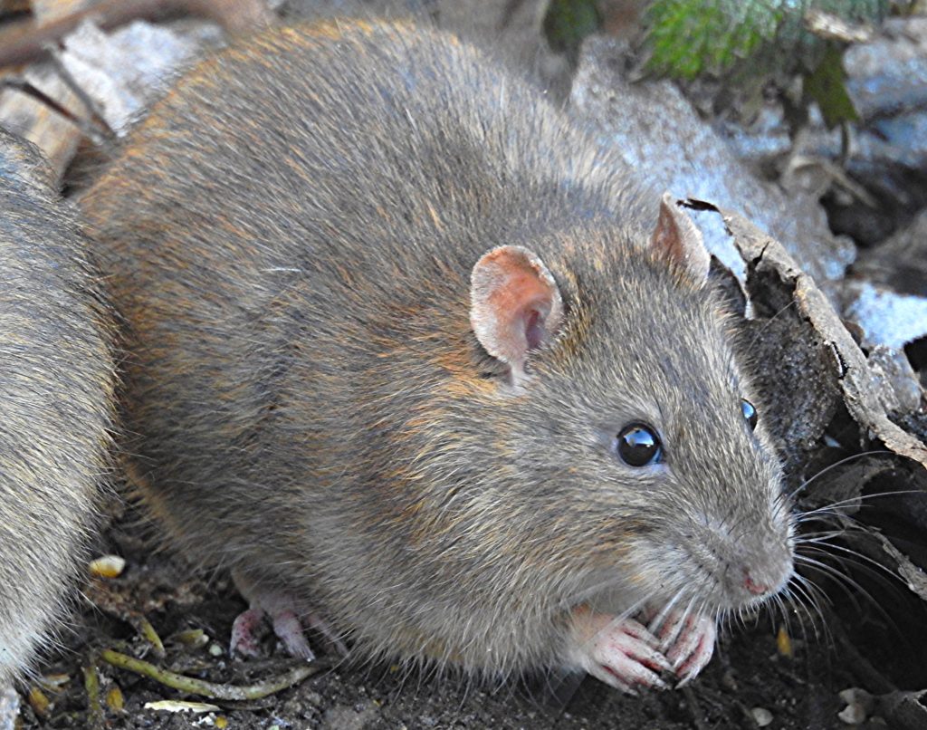 The Bronx Fights Rats: Dsny To Collect Compostable Material From All 